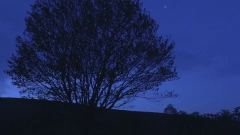Tree Moon Stock Footage 76006000
