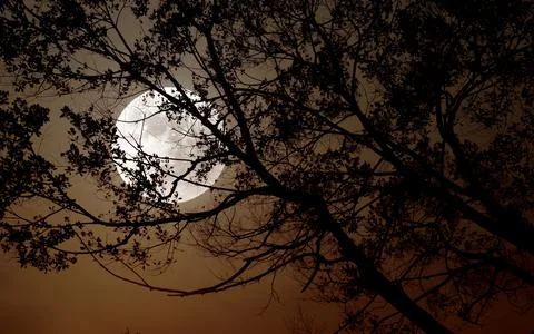 Tree in moonlight night background. Stock Photos