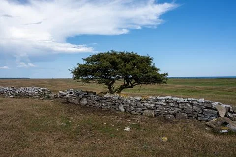 A tree in a moor landscape Stock Photos