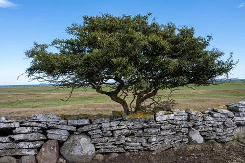 A tree in a moor landscape Stock Photos