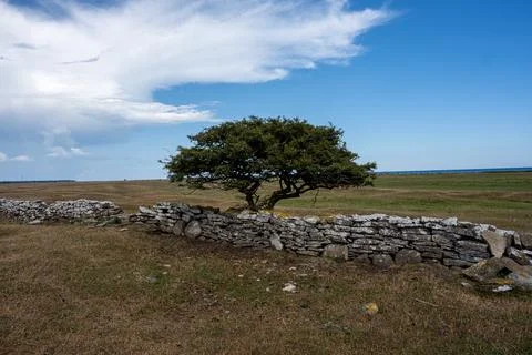 A tree in a moor landscape Stock Photos
