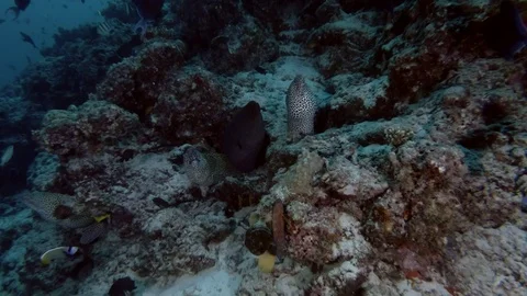Tree moray eels peep out of the hole, two Honeycomb Moray (Gymnothorax Stock Footage 87991028