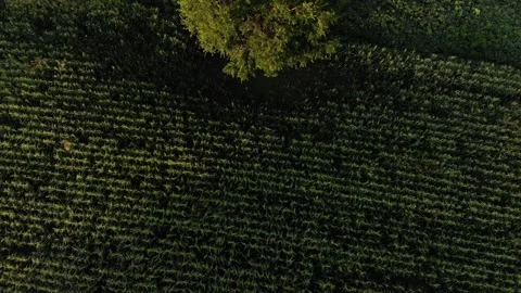 Tree in the morning field. Stockbeeldmateriaal 272621617