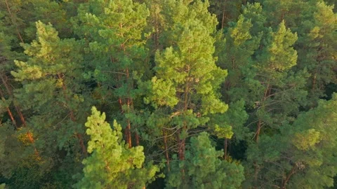 Tree morning forest rays sunrise nature footage wood sun leaves Stock-Footage 251801150