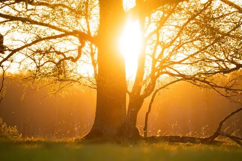 Tree in morning light Stock Photos