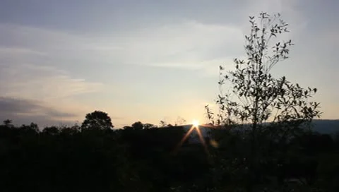 Tree with morning sunrise. Stock Footage 10579608