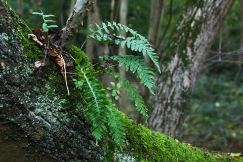 Tree Moss 2 Stock Photos