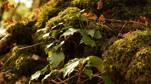 Tree with moss and leaves Stock Footage 99118405