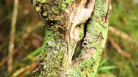 Tree with Moss and Lichen 库存影片 300657821