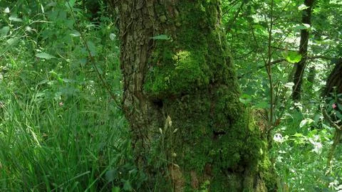 Tree with moss in an area of dense forest vegetation - July, 2019 Stock Photos