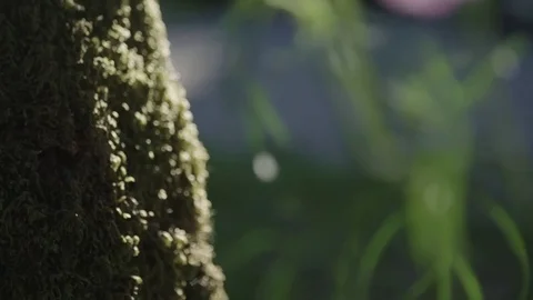 From tree moss to a beautiful flower Stockbeeldmateriaal 76189733