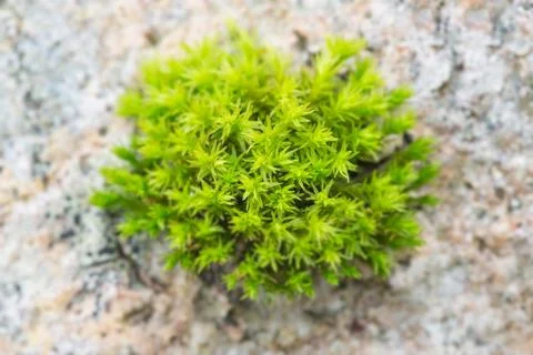 Tree moss circular Foto stock