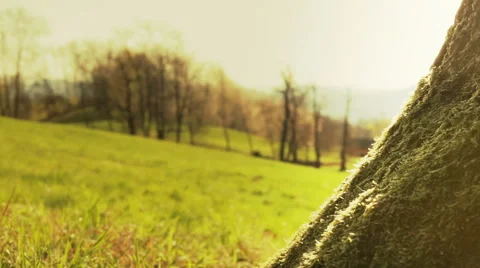 Tree moss covered with wood background in sunny day dolly 動画素材 64478828