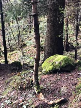 Tree in Moss in Dark Forest Stock Photos