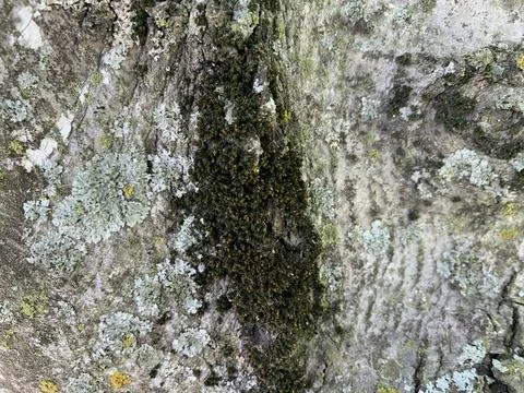 Tree Moss example color palette texture Stock Photos
