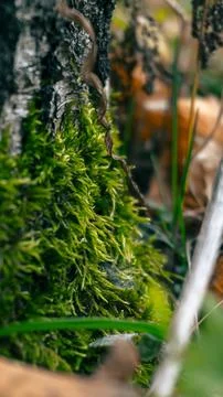 Tree moss in the fall Stock Photos