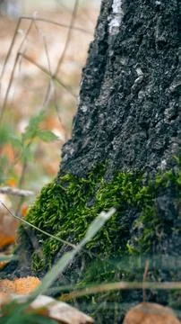 Tree moss in the fall Stock Photos