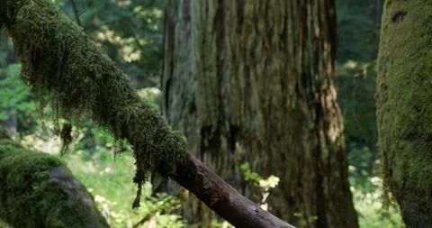 Tree to Moss Focus - Redwoods Stock Footage 256044772