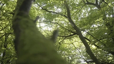 Tree with Moss 库存影片 86291790