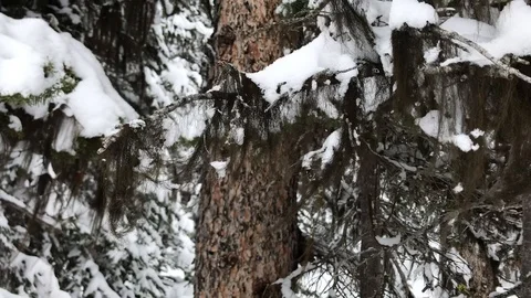 Tree moss Stock Footage 126422942