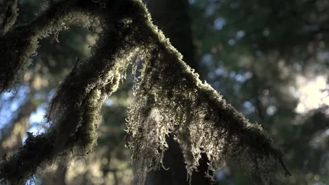 Tree Moss Stock Footage 345526858