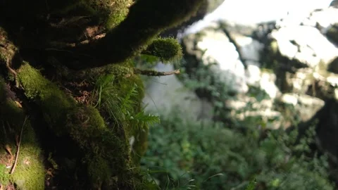 A tree with moss in the foreground. Wild Mountain River Flowing with Stone Bould Video stock 162106062