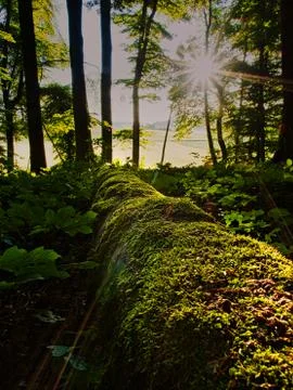 Tree with moss in the forest in the back light Stock Photos