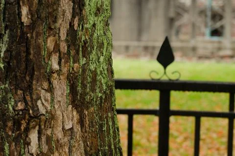 A tree with moss growing on it and a fence in the background Foto stock