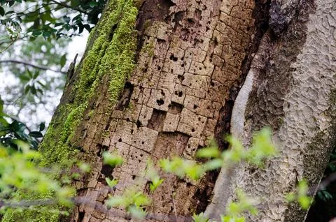A tree with moss growing on it and holes in it Stock Photos