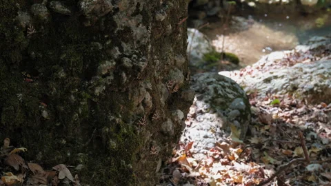 A tree with moss growing on it Stock Footage 273971902
