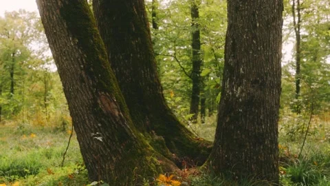 Tree with moss growing on it is in a forest Stock Footage 303996769