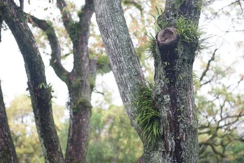 A tree with moss growing on it Stock Photos