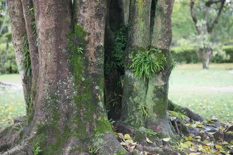 A tree with moss growing on it Stock Photos