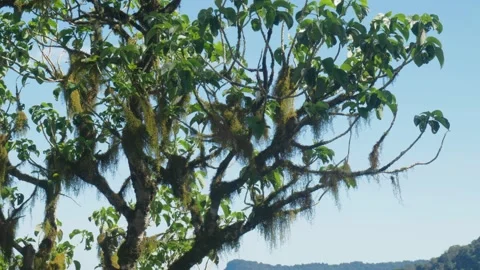 Tree with moss hanging off it Stock Footage 297716317