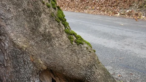 Tree with moss on it beside a road Vídeo Stock 141765492
