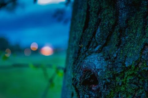Tree with moss on it Stock Photos