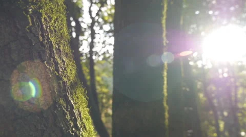 Tree Moss Lens Flare Wrap Around 스톡 동영상 60265424