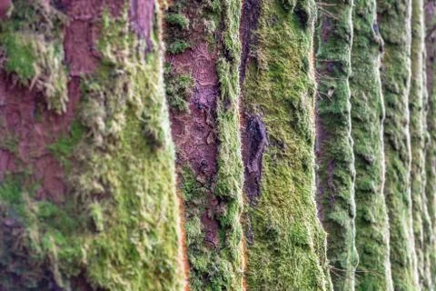 Tree moss line Stock Photos
