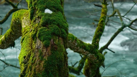 Tree with moss, mountain river,a little bit snow, focus transition Stock Footage 84992075