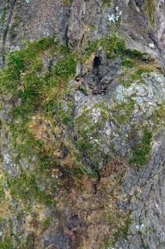 Tree with moss Stock Photos