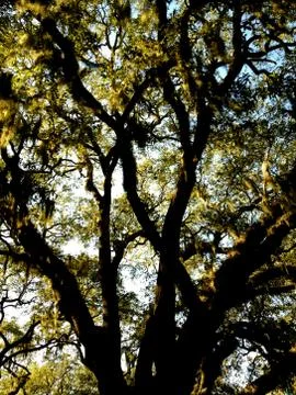 Tree with moss 스톡 사진