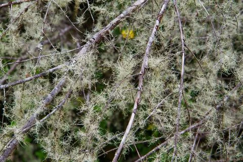 Tree moss Stock Photos