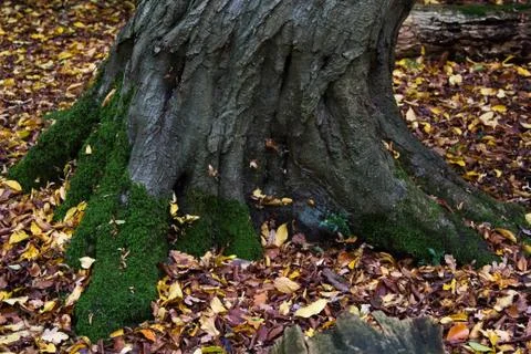 Tree Moss Stock Photos