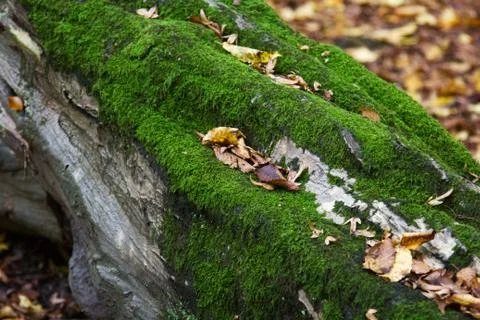 Tree Moss Stock Photos