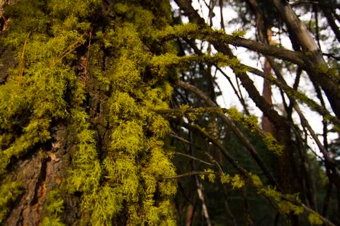 Tree with Moss Foto stock