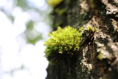 Tree moss Stock Photos
