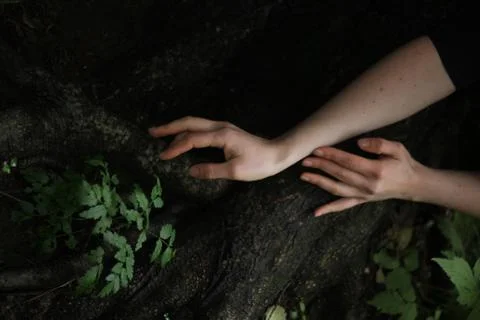 Tree moss Foto stock