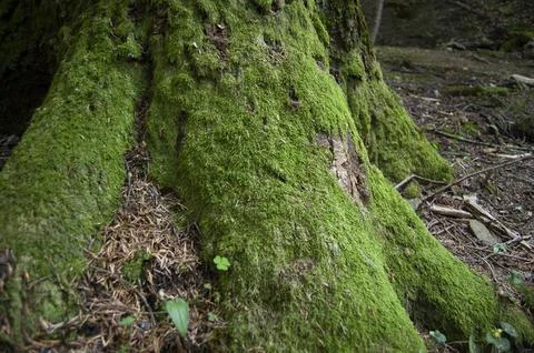 Tree with Moss Stock Photos