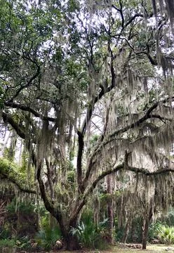 Tree with Moss Stock Photos