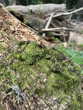 Tree with moss Stock Photos